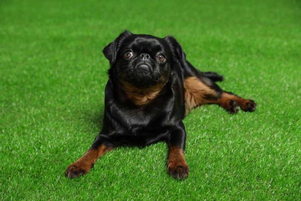 Dog on artificial grass
